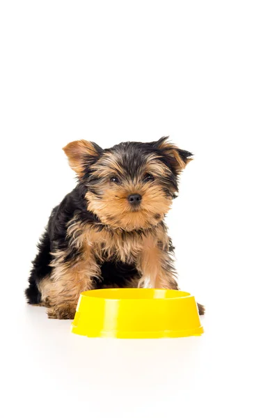 Yorkshire terrier puppy with a bowl — Stock Photo, Image