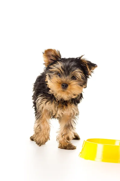 Yorkshire Terrier de pé perto de uma tigela — Fotografia de Stock