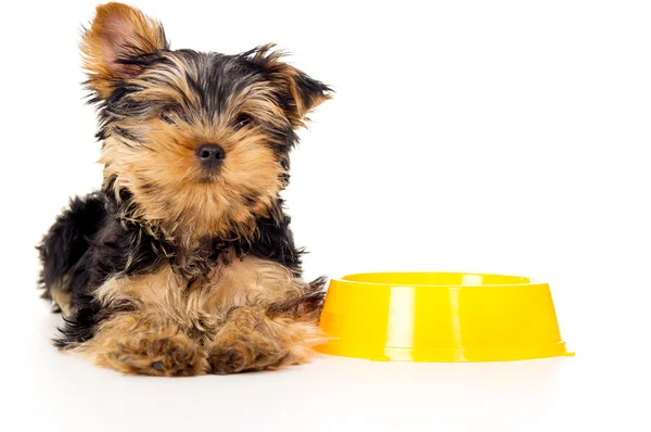 Beautiful Yorkshire Terrier puppy is Stock Photo