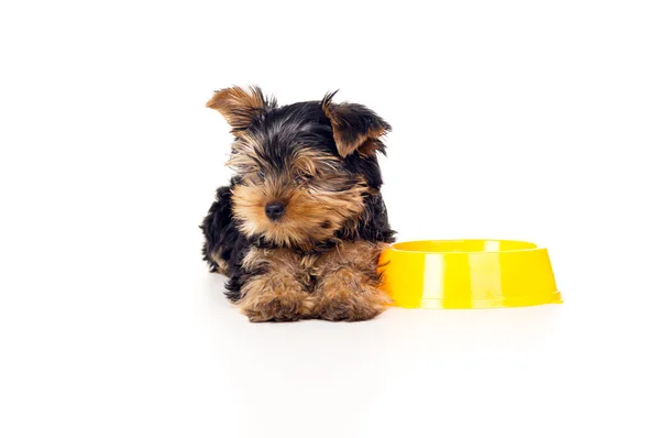 Yorkshire terrier lying Stock Image