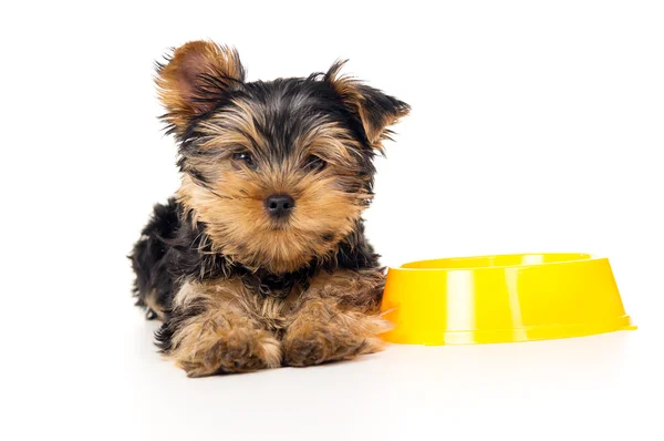 Yorkshire Terrier puppy lying near the bowl Stock Photo