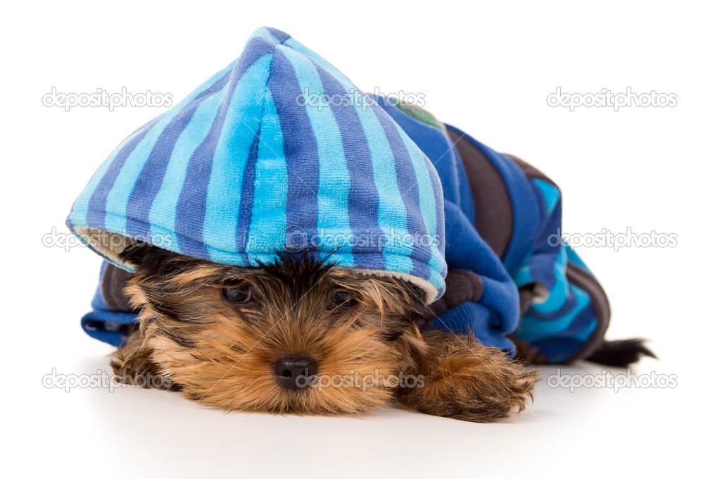 Yorkshire terrier puppy portrait in clothes