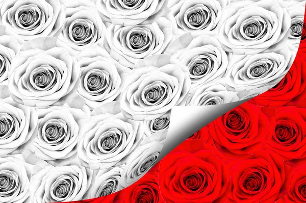 Viele Rosen, schwarze und weiße Farbe — Stockfoto