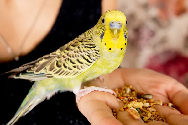 그의 손으로 먹는 앵무새 — 스톡 사진