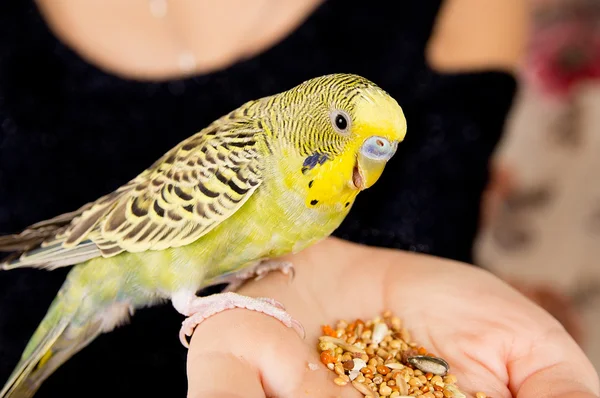 앵무새 먹는 여자의 손에 앉아 — 스톡 사진