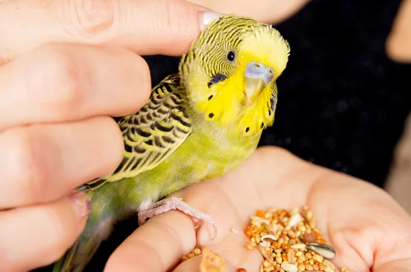 Parrot sitting on a woman's hand — Stock Photo, Image