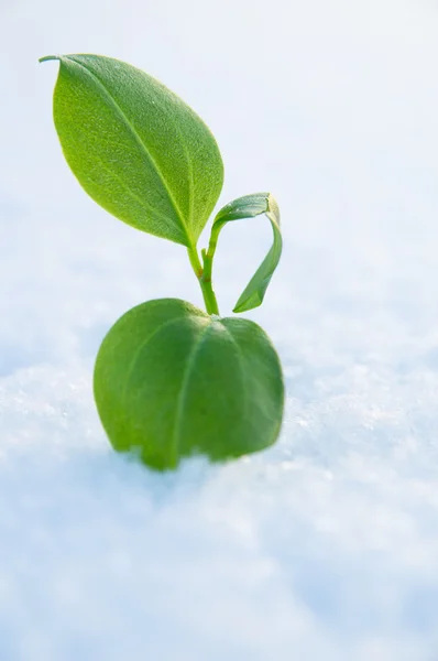 雪の下から登り植物 — ストック写真