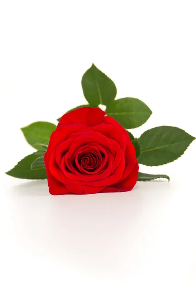 Beautiful red rose flower is isolated — Stock Photo, Image