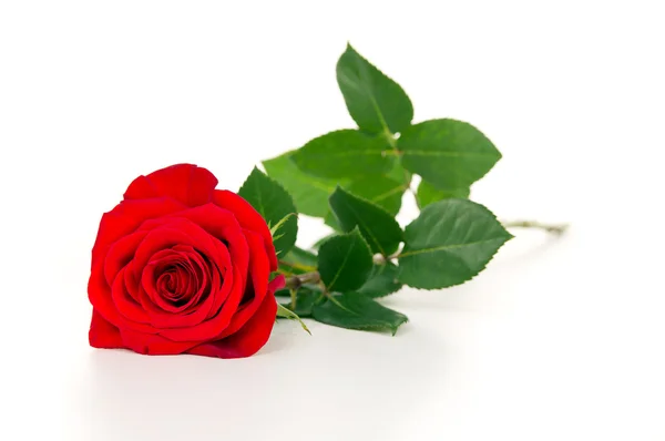 Όμορφο κόκκινο τριαντάφυλλο λουλούδι — Φωτογραφία Αρχείου