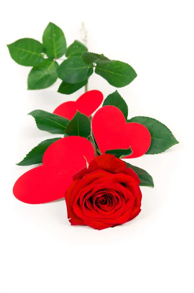 Beautiful rose with hearts — Stock Photo, Image