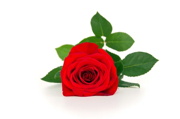 Flor bela rosa vermelha mentir — Fotografia de Stock