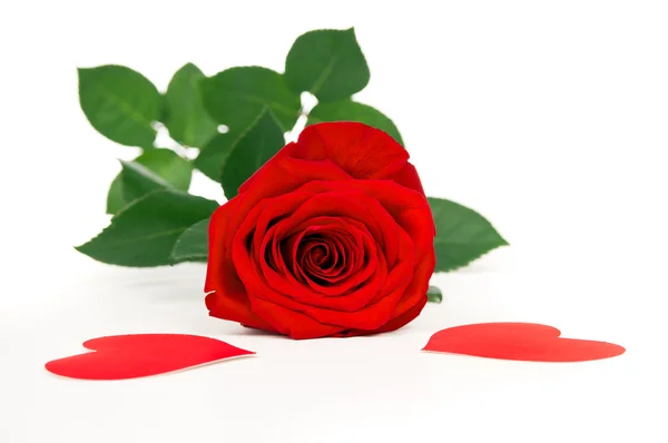 Λουλούδι κόκκινο τριαντάφυλλο με καρδιές απομονωθεί — Φωτογραφία Αρχείου