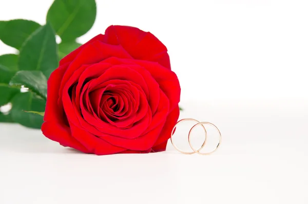 Flor rosa y anillos de boda —  Fotos de Stock