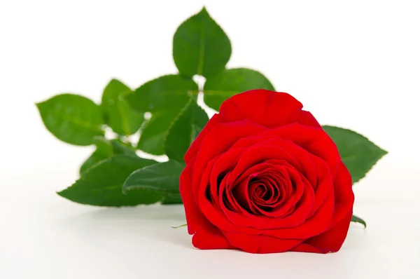 Rosa de flor roja — Foto de Stock