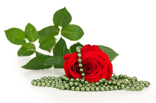 Piros rózsa virág és gyöngyök — Stock Fotó
