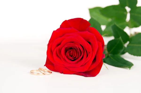 Red rose rests with wedding rings — Stock Photo, Image