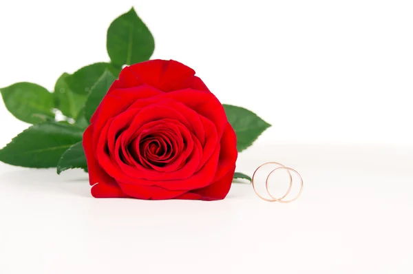 Roses with golden wedding rings — Stock Photo, Image