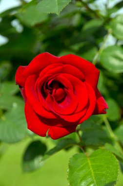 çiçek gül, yakın çekim