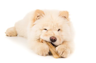 güzel chow chow yavrusu kemik
