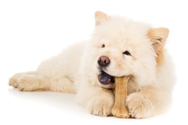 güzel küçük chow chow
