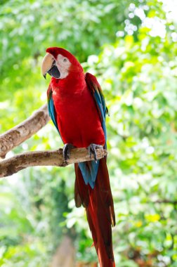 Bright, colorful parrot in the nature clipart