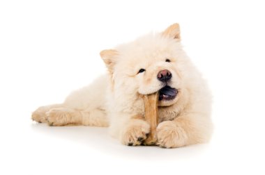 Chow chow kemik yiyor