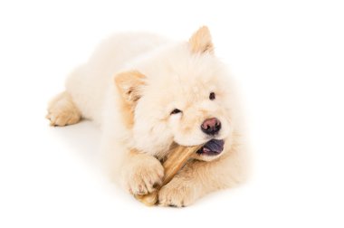 Chow chow yavrusu ile izole kemik