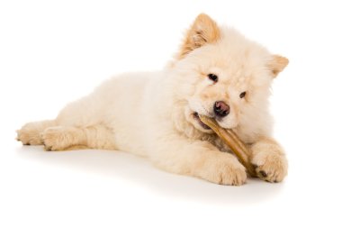 safkan, köpek yavrusu chow chow