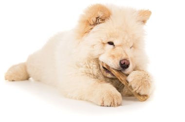 kemik ile beyaz chow chow
