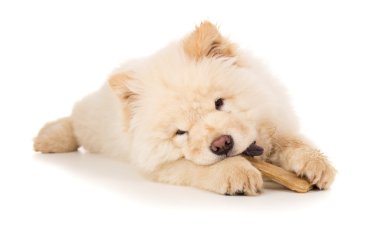 Genç köpek yavrusu chow chow kemik kemiren