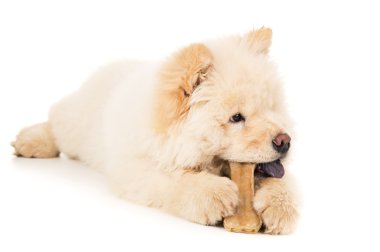 kemik genç köpek yavrusu