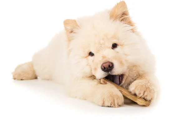 Un cachorro joven masticando un hueso aislado — Foto de Stock