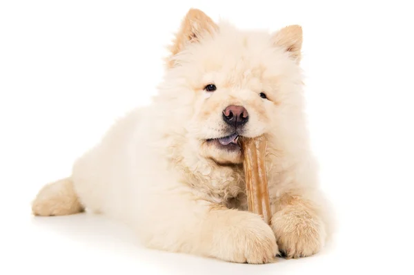 A young puppy chewing a bone — Stock Photo, Image