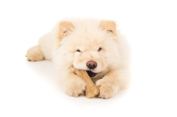 Bonito filhote de cachorro de comida com osso isolado — Fotografia de Stock