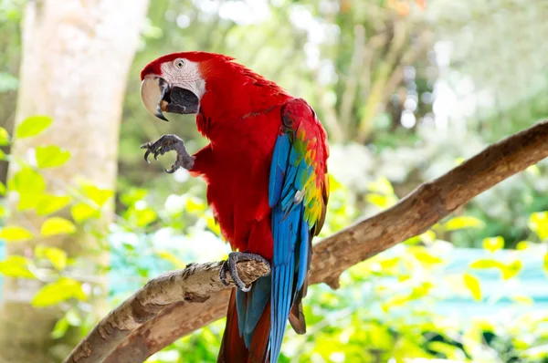 Bright, colorful parrot — Stock Photo, Image