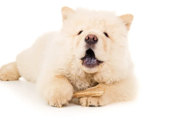 Chow chow eats bone close-up — Stock Photo, Image