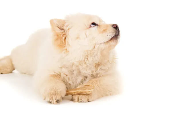 Chow chow cachorro com um osso — Fotografia de Stock