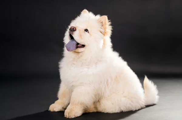 Chow chow welpe auf schwarzem hintergrund — Stockfoto