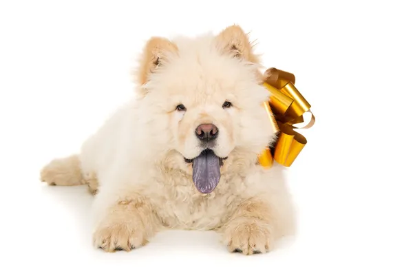 Chow chow puppy met een boog geïsoleerd — Stockfoto