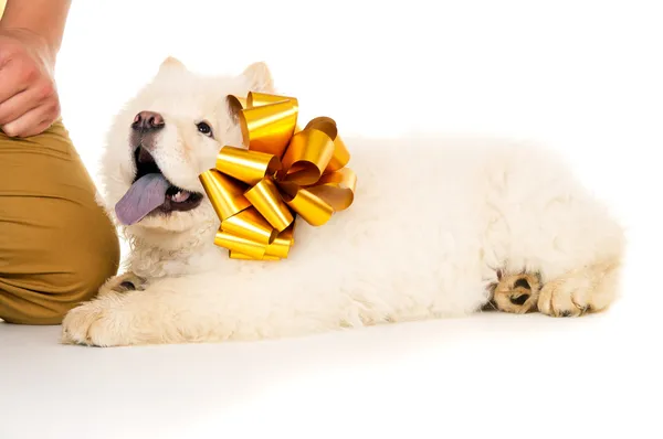 Chow chow puppy with a bow isolated — Stock Photo, Image