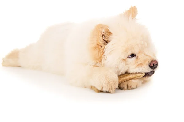 Puppy kauwen op een bone — Stockfoto