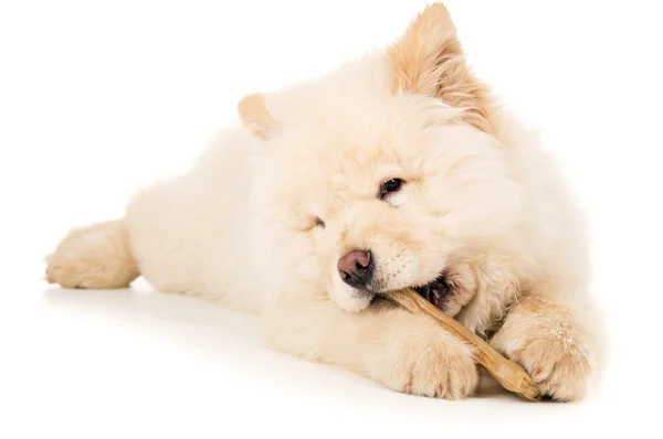 Cucciolo di chow chow purosangue con un primo piano osseo — Foto Stock