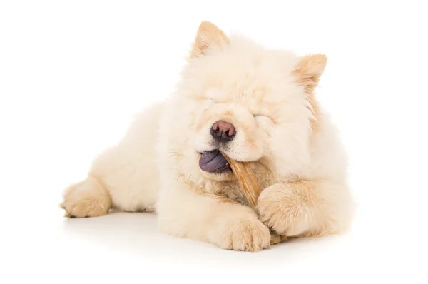 Purebred puppy with a bone — Stock Photo, Image