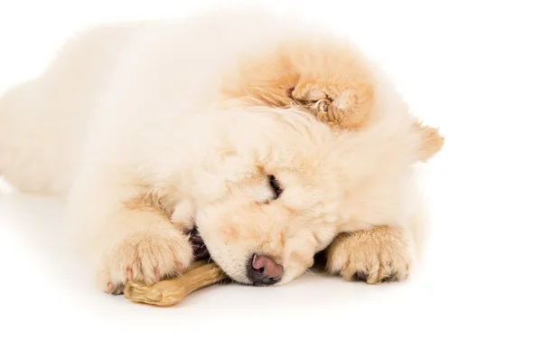 Purebred chow chow puppy with a bone — Stock Photo, Image