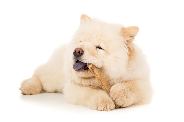 Cucciolo purosangue con osso isolato — Foto Stock