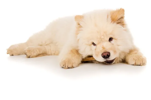 Puro-sangue, cachorro comendo um osso — Fotografia de Stock