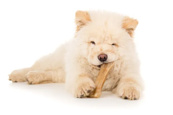 Rasechte, puppy eet bot geïsoleerd — Stockfoto