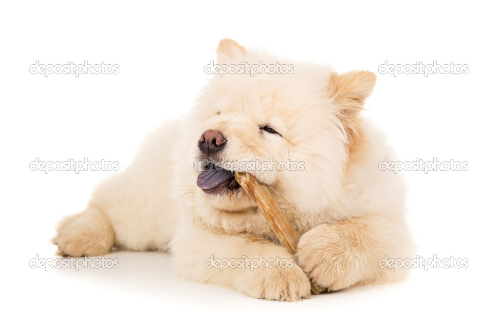 Purebred puppy with bone isolated