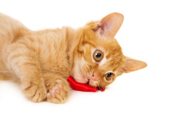 oynak genç redhead kedi yerde yatıyor.