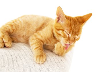 Redhead kedi yavrusu yıkar